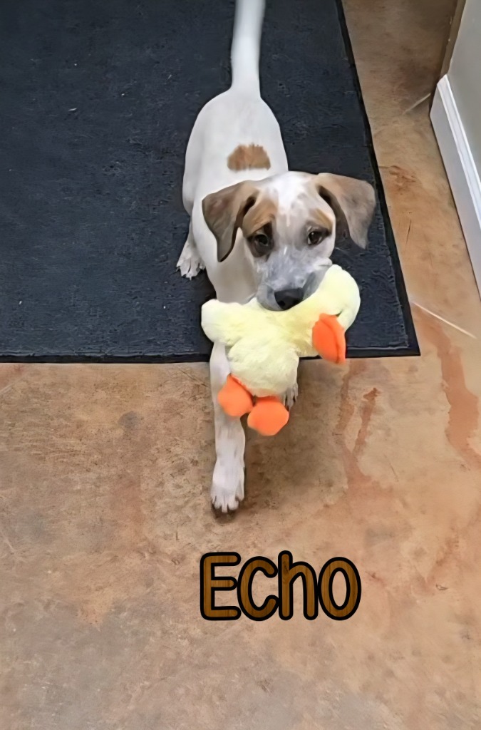Echo