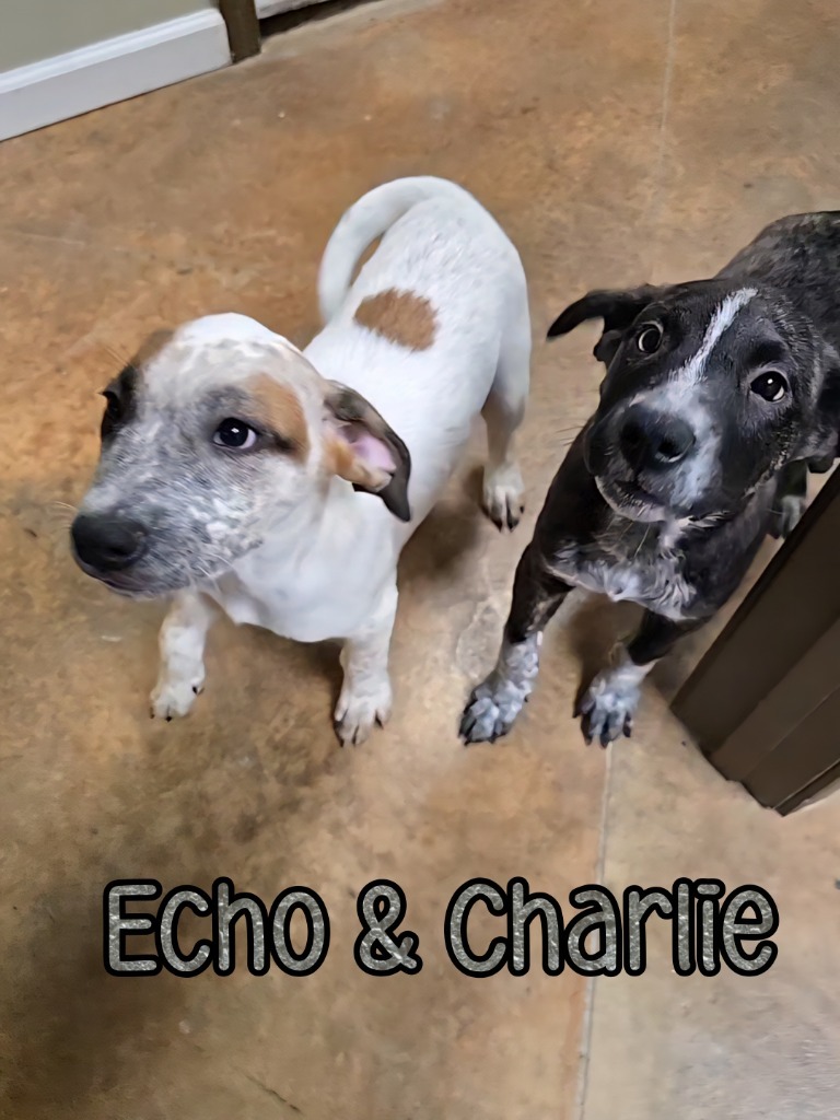 Echo