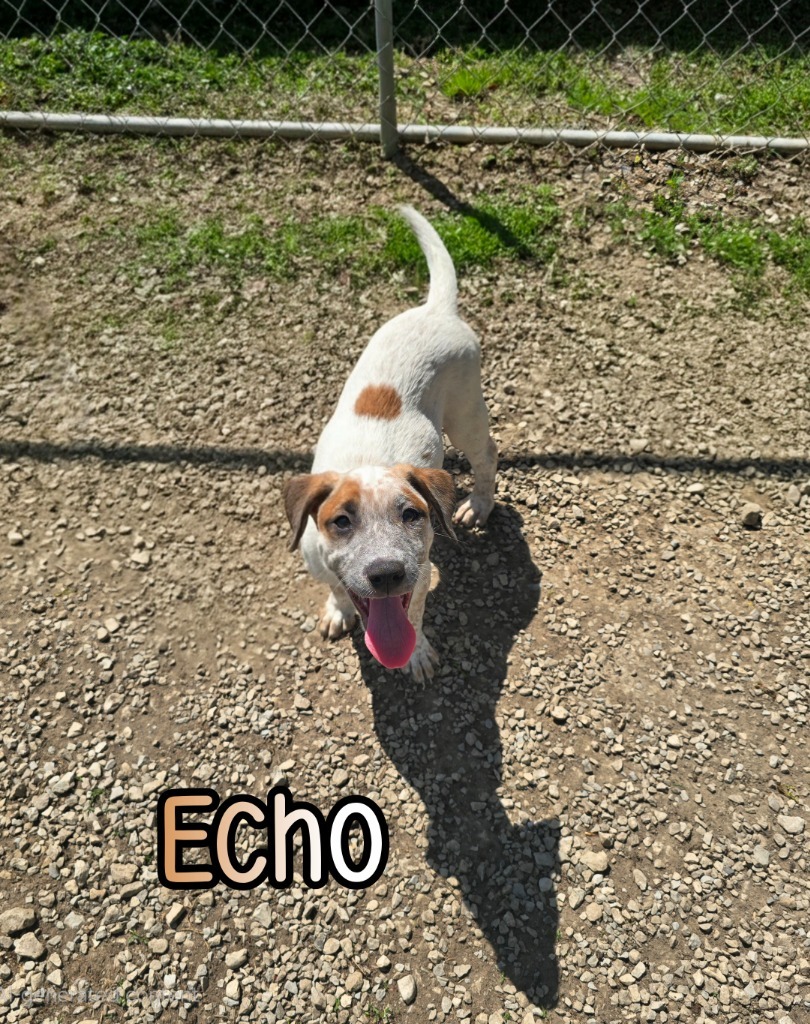 Echo