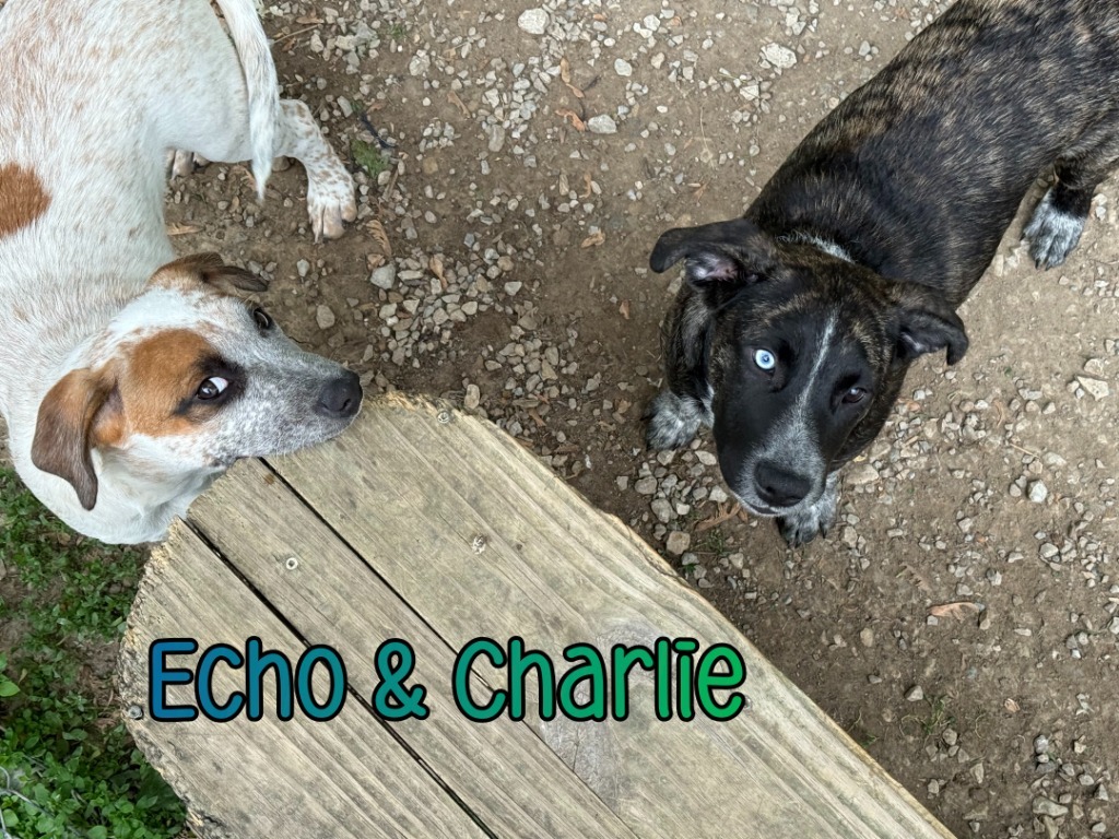 Echo