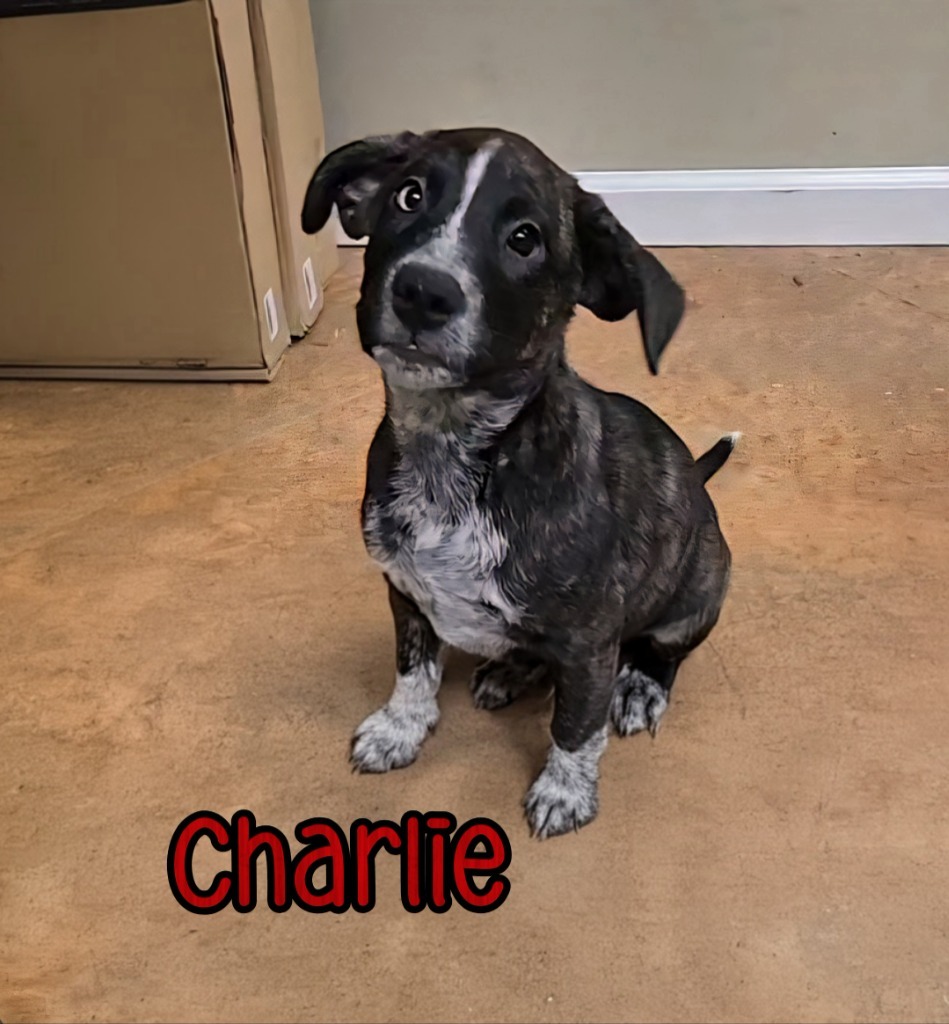 Charlie