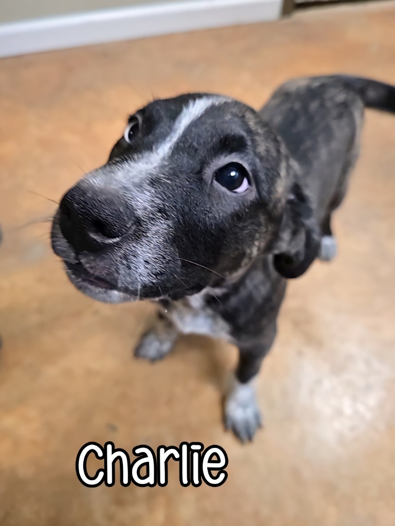 Charlie