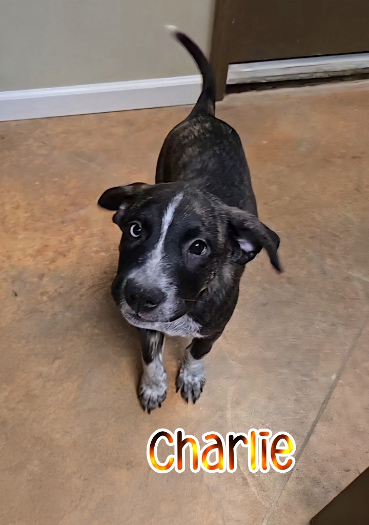 Charlie