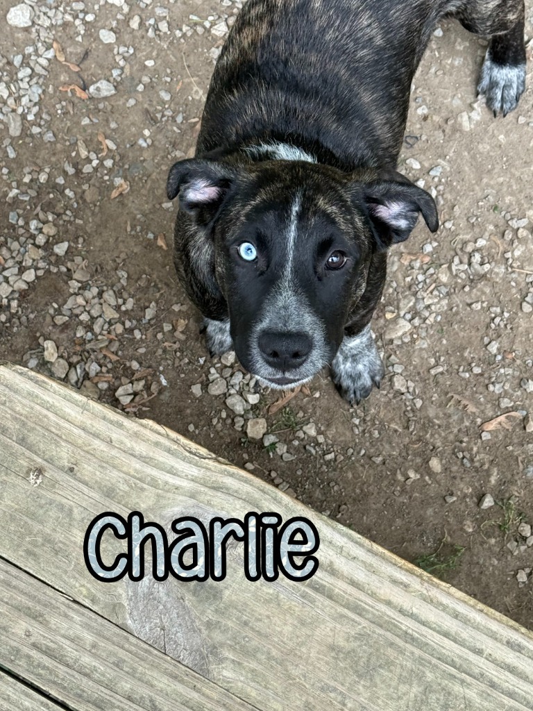 Charlie