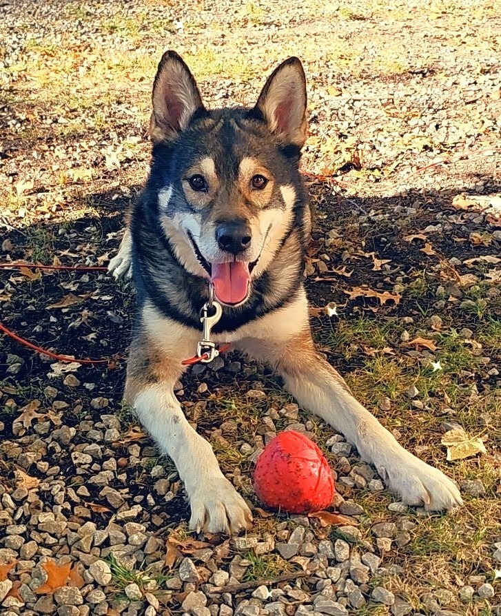Koda (Kodiak)