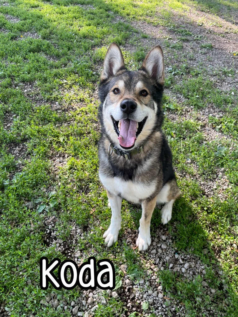 Koda (Kodiak)