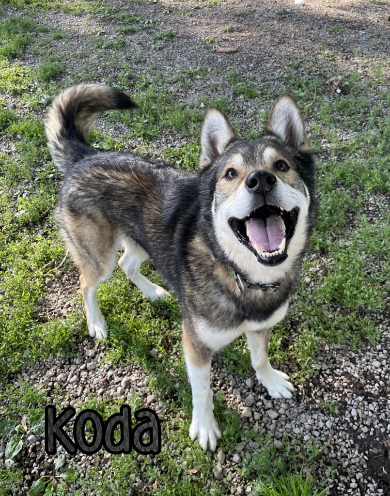 Koda (Kodiak)