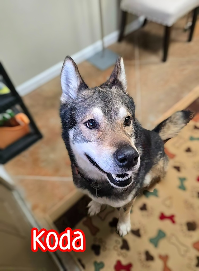 Koda (Kodiak)