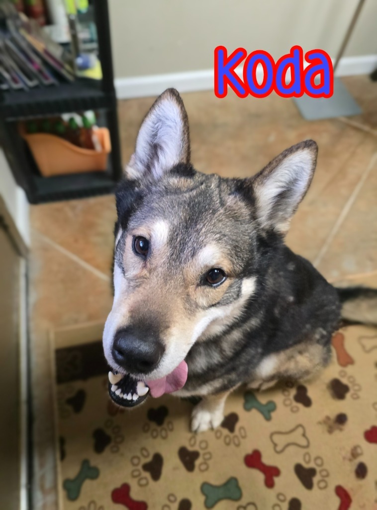 Koda (Kodiak)