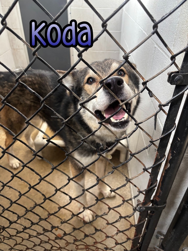 Koda (Kodiak)