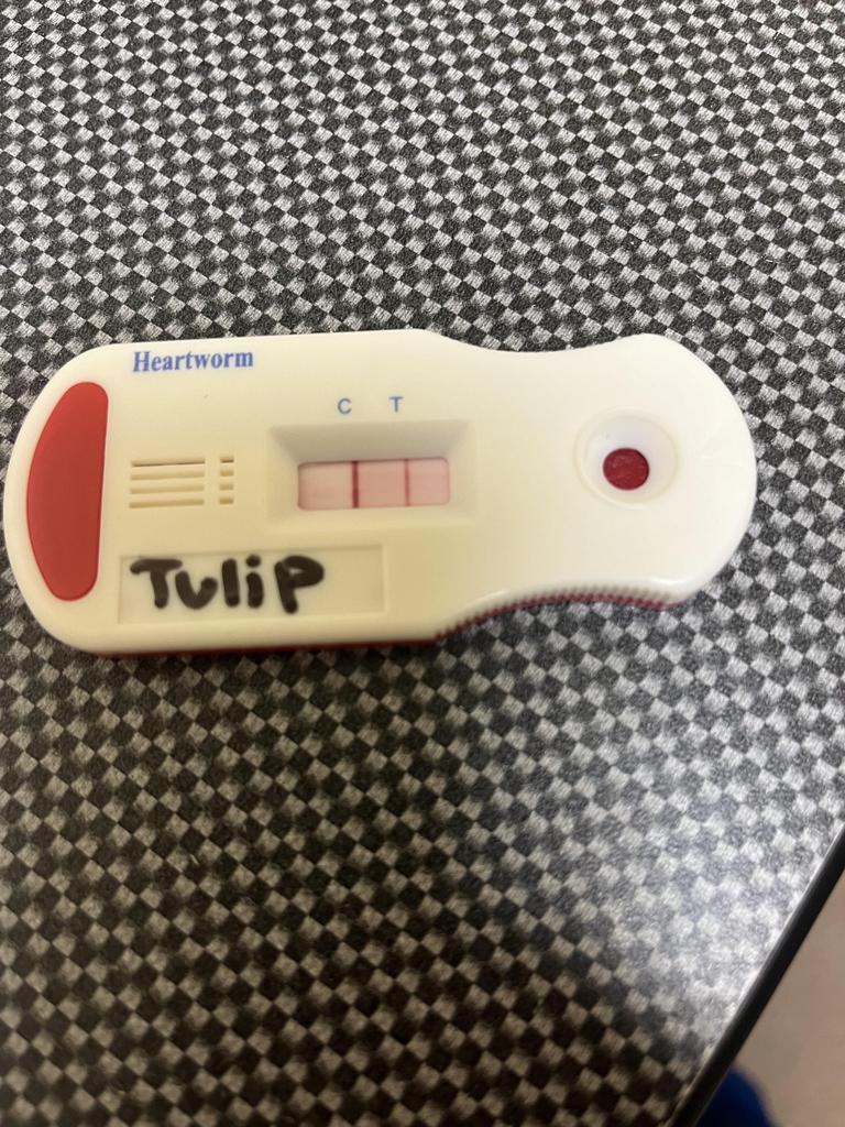 Tulip