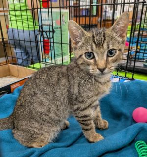 Five, Baby Male Domestic Short Hair