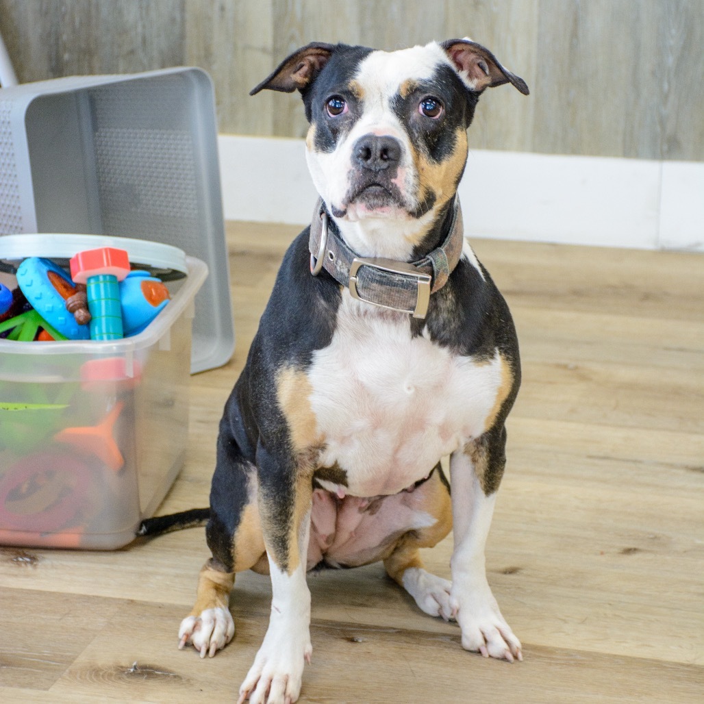 Sasha, an adoptable Mixed Breed in Idaho Falls, ID, 83402 | Photo Image 1