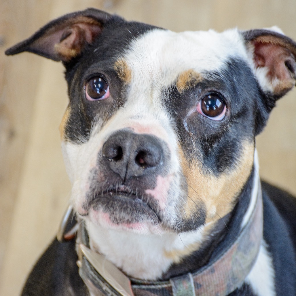 Sasha, an adoptable Mixed Breed in Idaho Falls, ID, 83402 | Photo Image 2