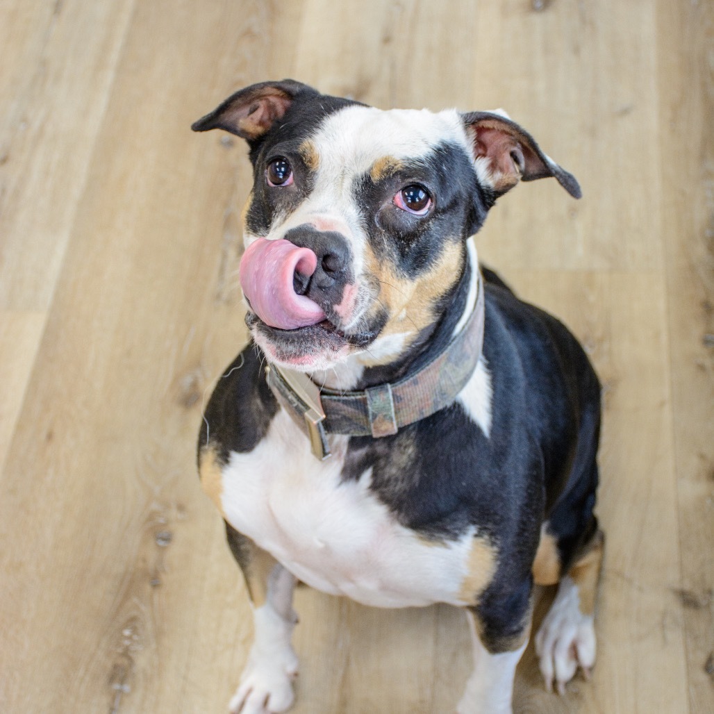 Sasha, an adoptable Mixed Breed in Idaho Falls, ID, 83402 | Photo Image 3