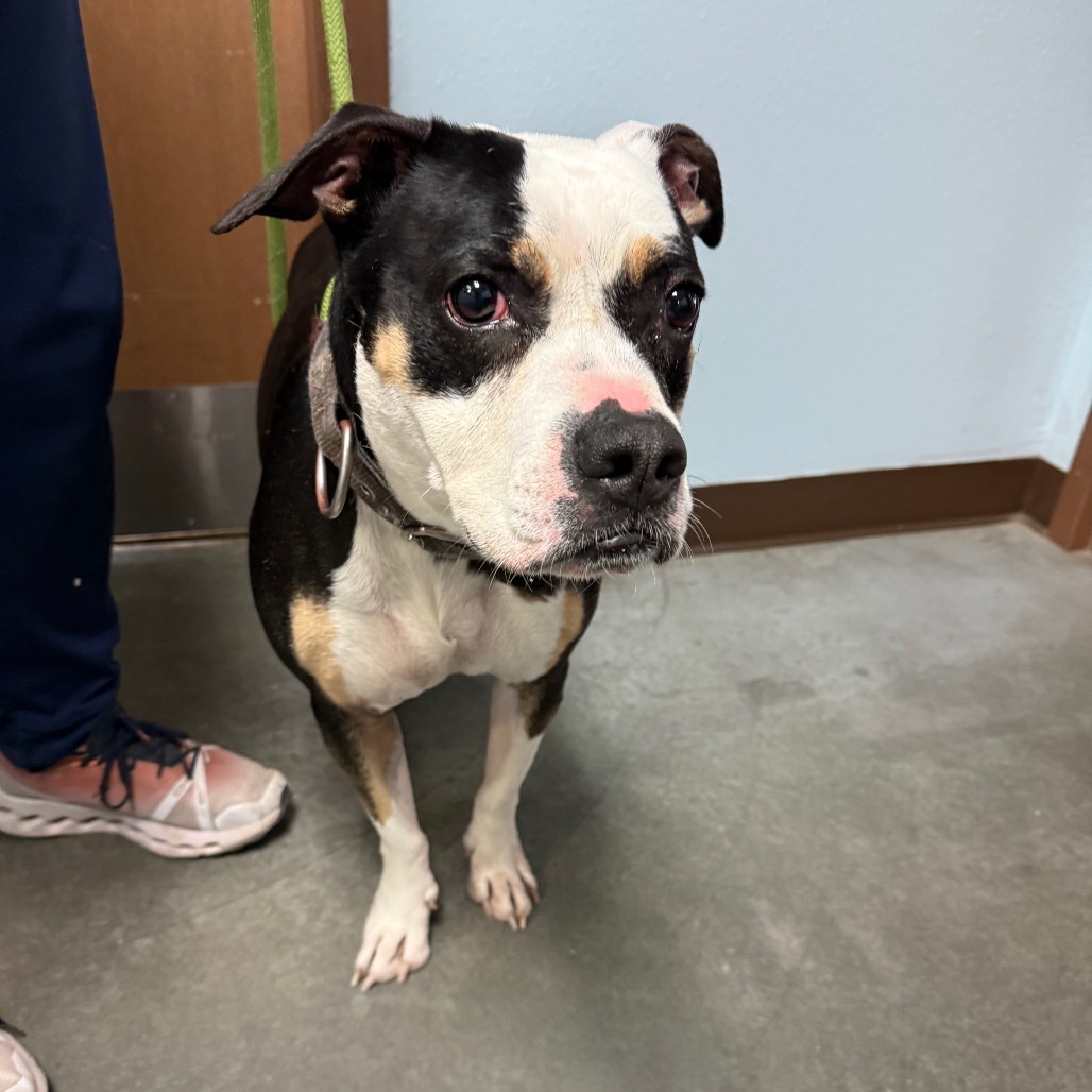 Sasha, an adoptable Mixed Breed in Idaho Falls, ID, 83402 | Photo Image 6