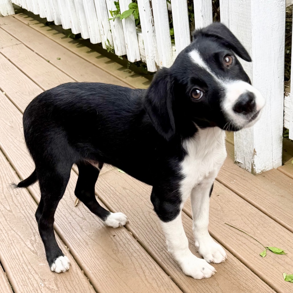 NY Marco (Foster in Carmel)