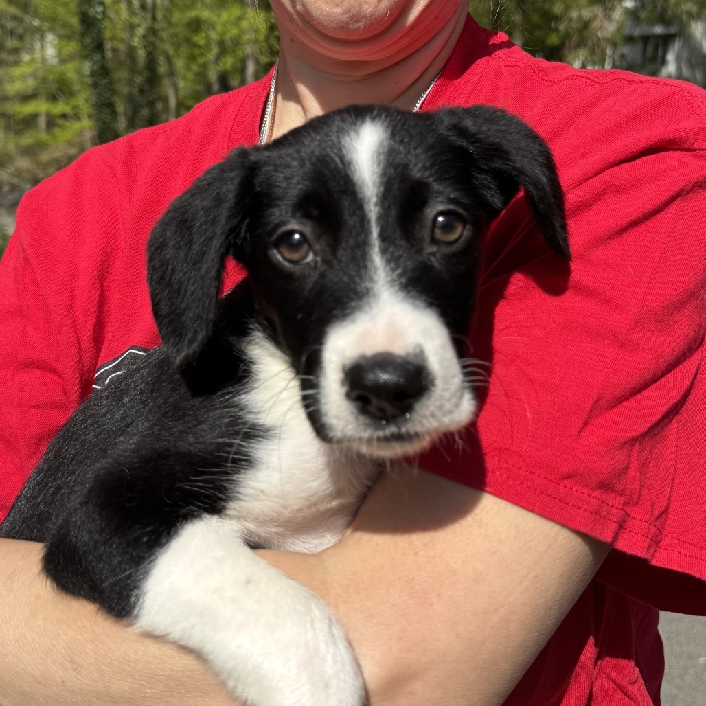 NY Marco (Foster in Carmel)
