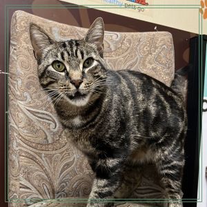 Hi Im Clyde a beautiful marbled classic black tabby and Im bonded with Bonnie We are sweet ca