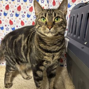 Hi Im Clyde a beautiful marbled classic black tabby and Im bonded with Bonnie We are sweet ca