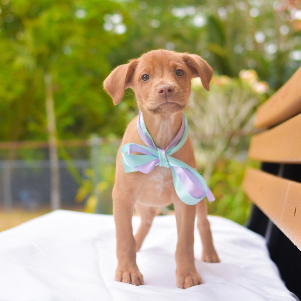 Mokey, an adoptable Mixed Breed in Kailua Kona, HI, 96740 | Photo Image 1
