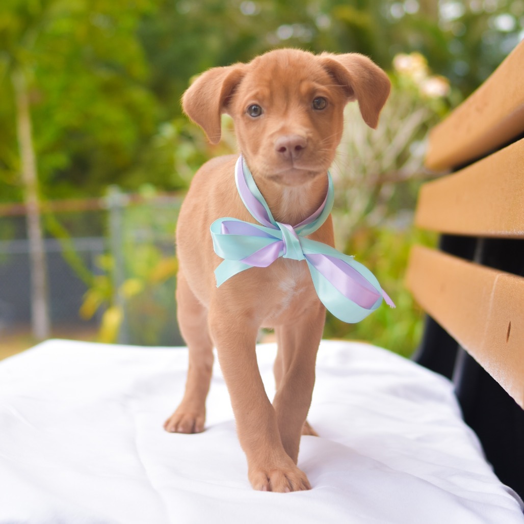 Mokey, an adoptable Mixed Breed in Kailua Kona, HI, 96740 | Photo Image 3