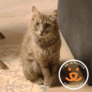 Yvette Freeman is a 1 year-old calm lady that loves to be a night owl Yvette ta