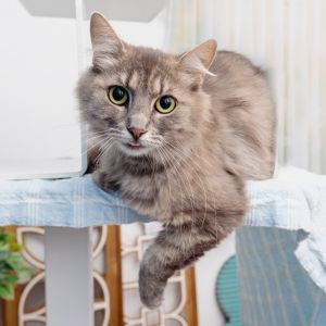 Yvette Freeman is a 1 year-old calm lady that loves to be a night owl Yvette ta