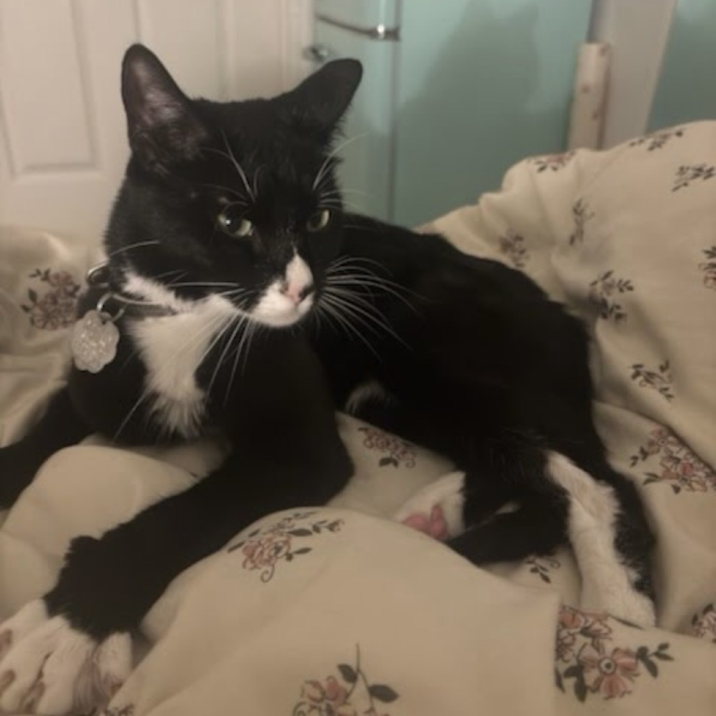 Sir Purr