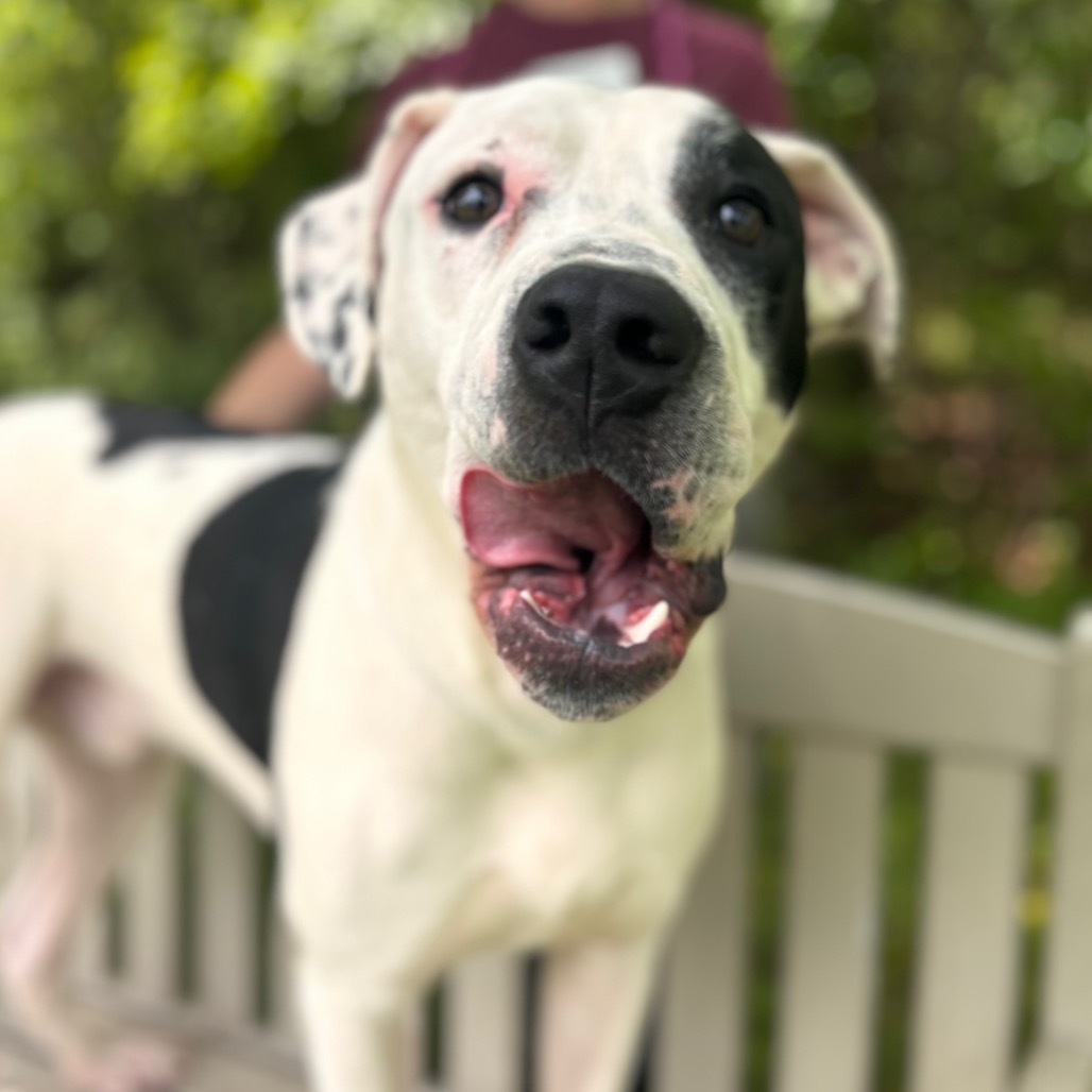 Domino