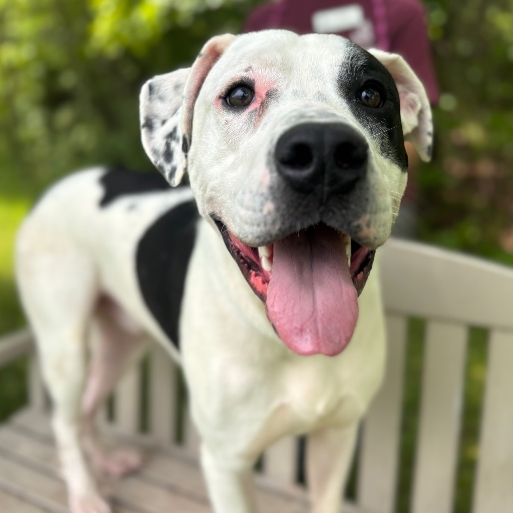 Domino