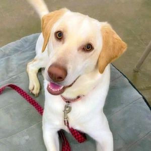 Mingo, Young Male Yellow Labrador Retriever