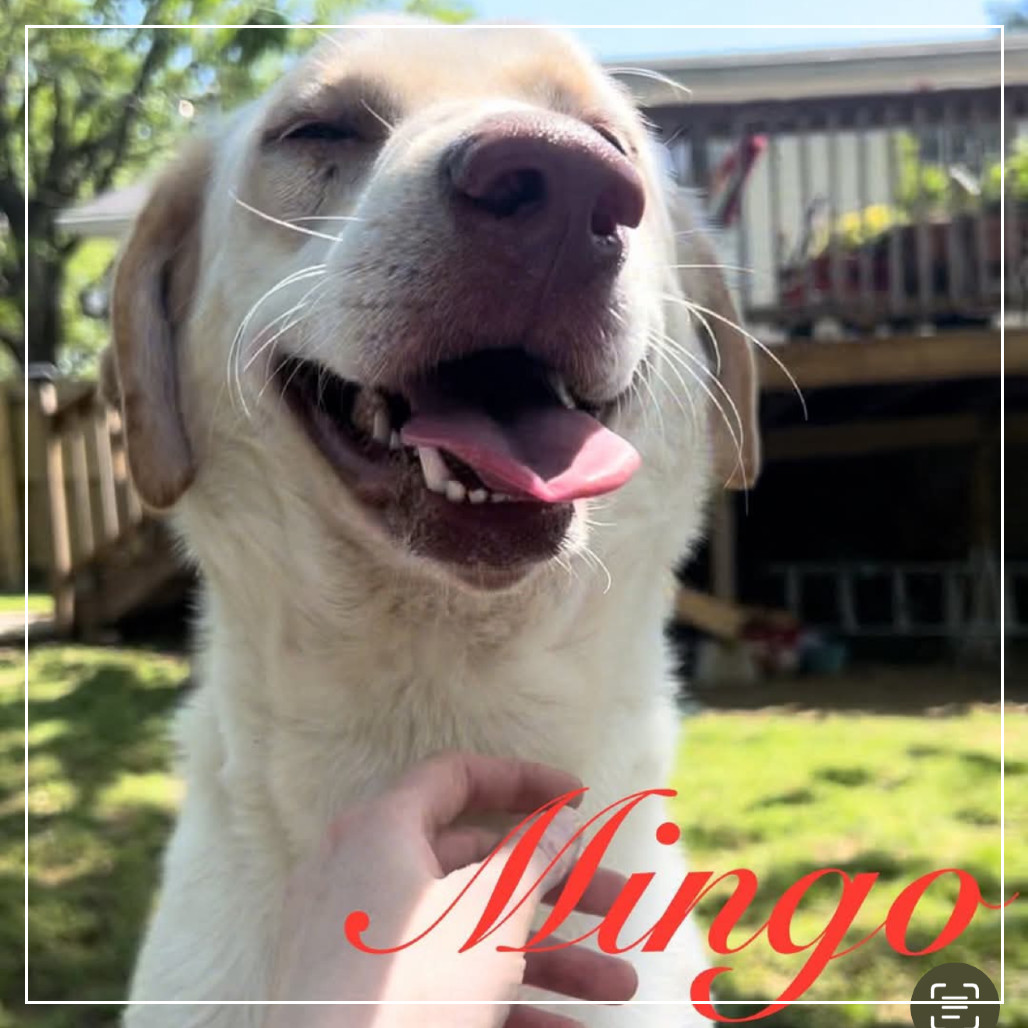 Mingo