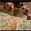 Mingo photo 3