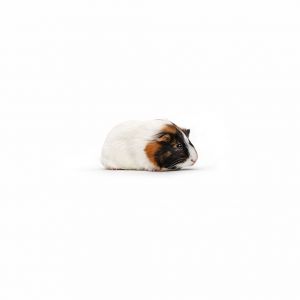 Susie is a delicate little one with a heart full of love Loud noises and sudden movements are not h