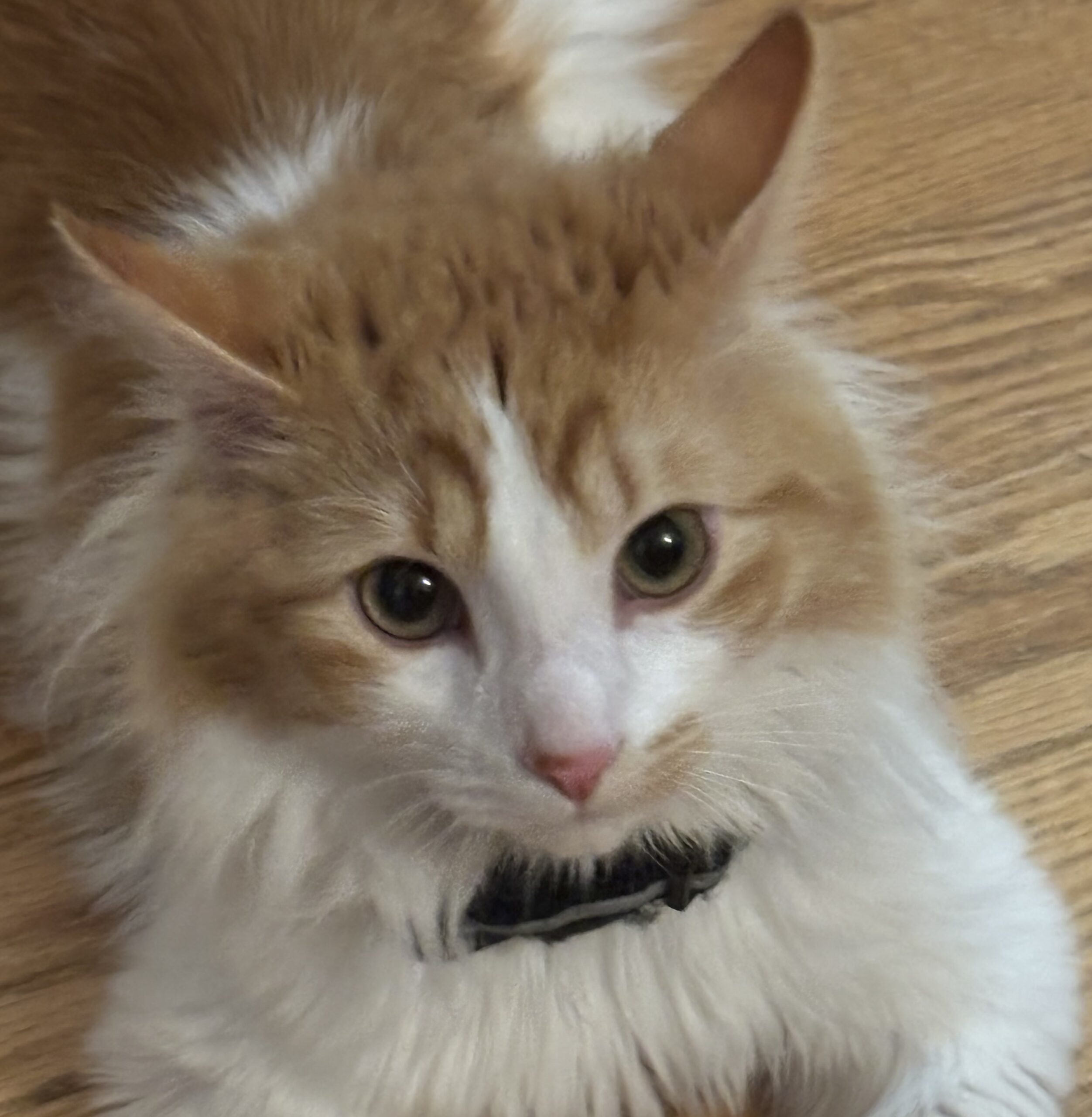 Theodore