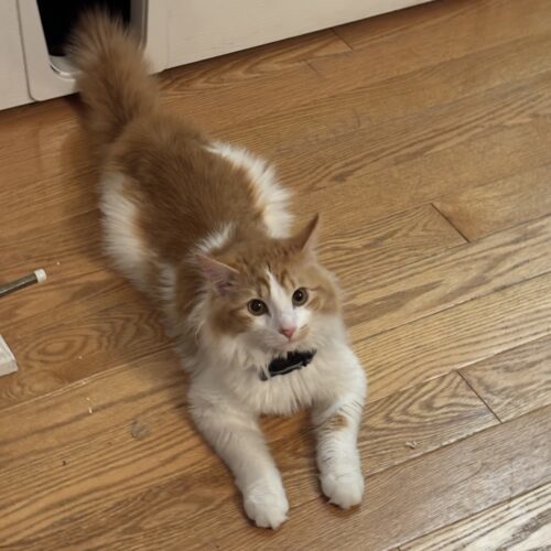 Theodore