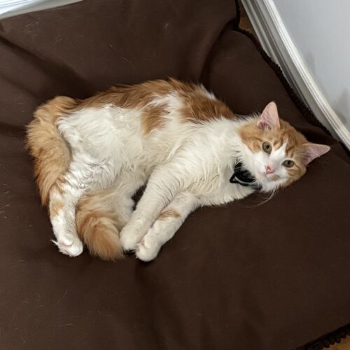 Theodore