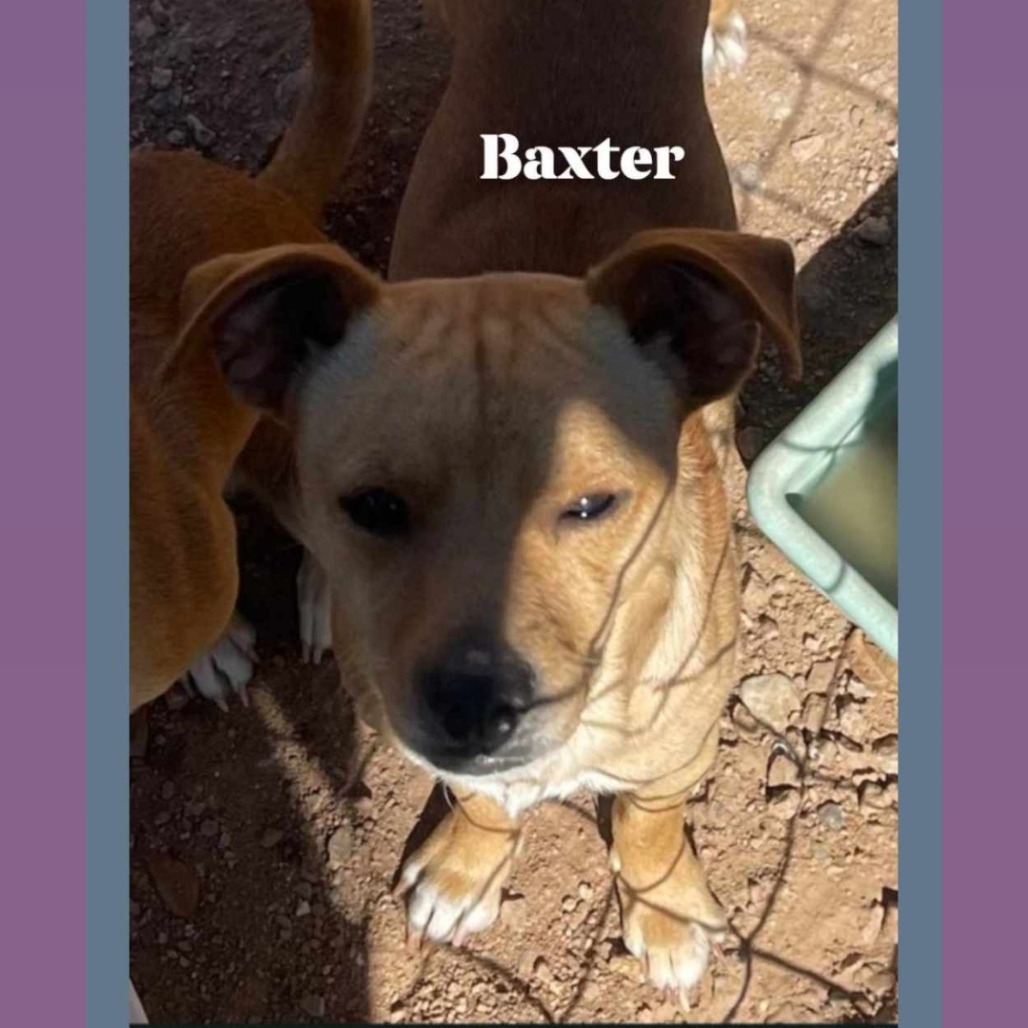 Baxter