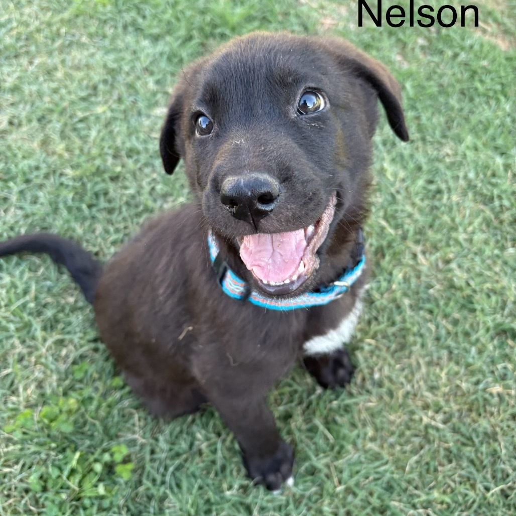 Nelson