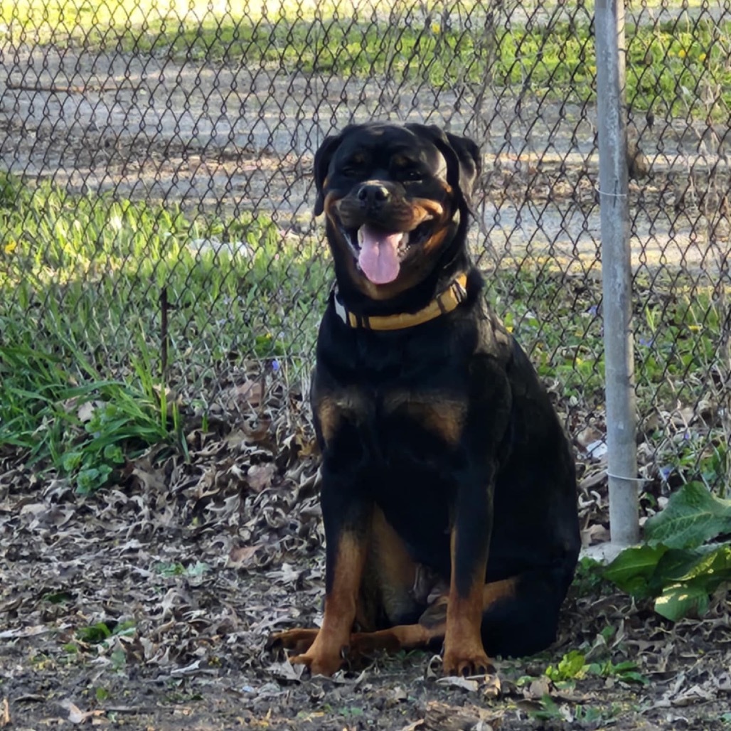Bear