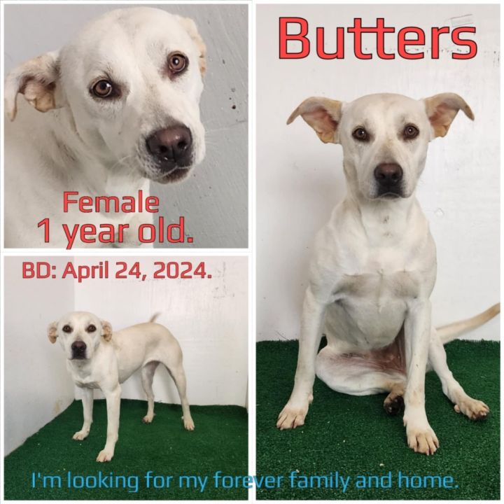 Butters 3