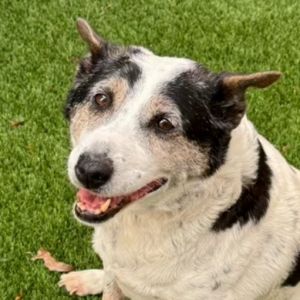 Buie, Senior Female unknown