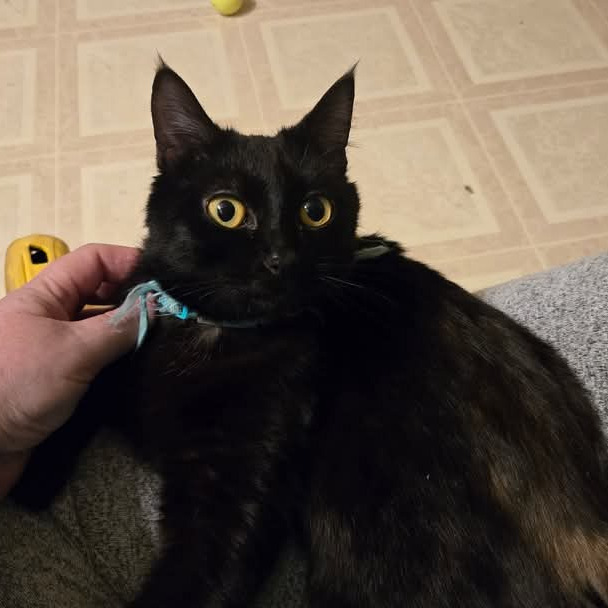 Miss. Simi, an adoptable Domestic Short Hair in Grand Rapids, MN, 55744 | Photo Image 1