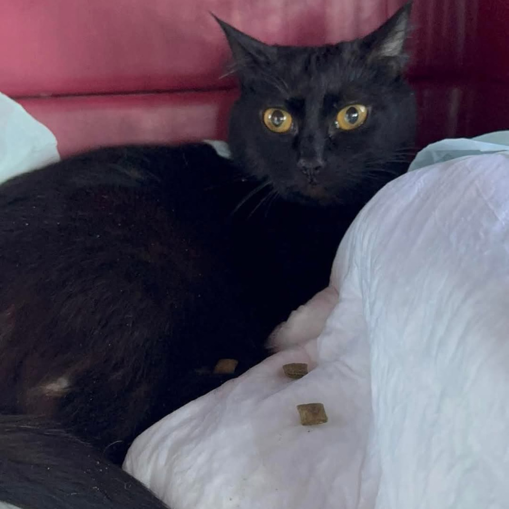 Miss. Simi, an adoptable Domestic Short Hair in Grand Rapids, MN, 55744 | Photo Image 2