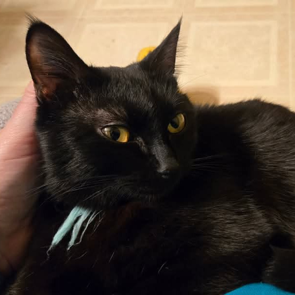 Miss. Simi, an adoptable Domestic Short Hair in Grand Rapids, MN, 55744 | Photo Image 3