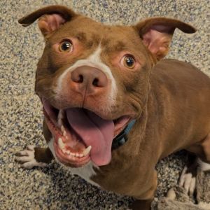 Donner, Adult Male Mixed Breed