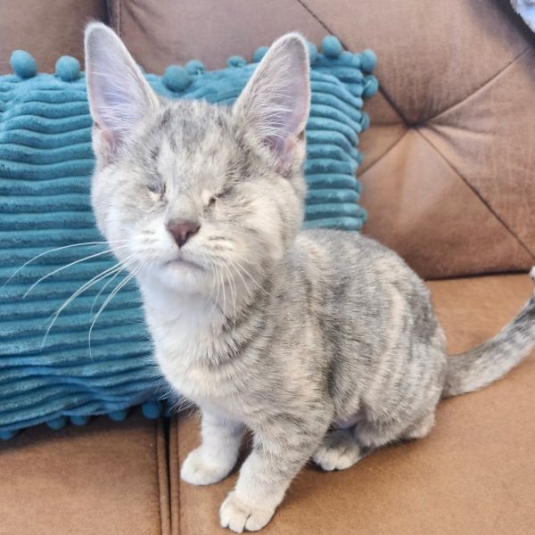 Pet Image