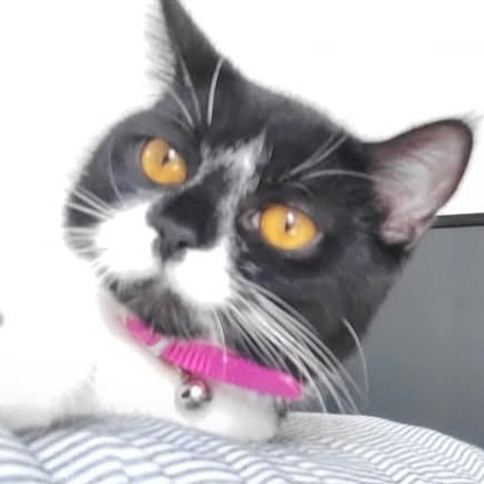Gracie
