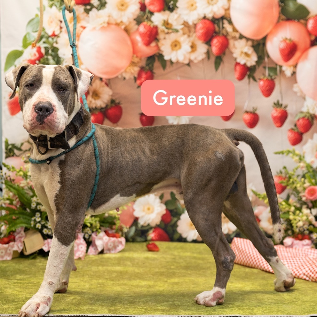 Greenie